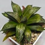 Haworthia MS218 Black Knight x Ukukhanya - 5