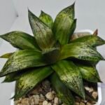 Haworthia MS218 Black Knight x Ukukhanya - 6