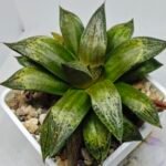Haworthia MS218 Black Knight x Ukukhanya - 7