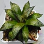 Haworthia MS218 Black Knight x Ukukhanya - 8