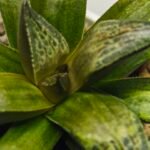 Haworthia MS218 Black Knight x Ukukhanya - 9