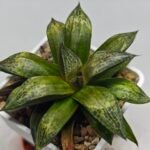 Haworthia MS218 Black Knight x Ukukhanya - 10