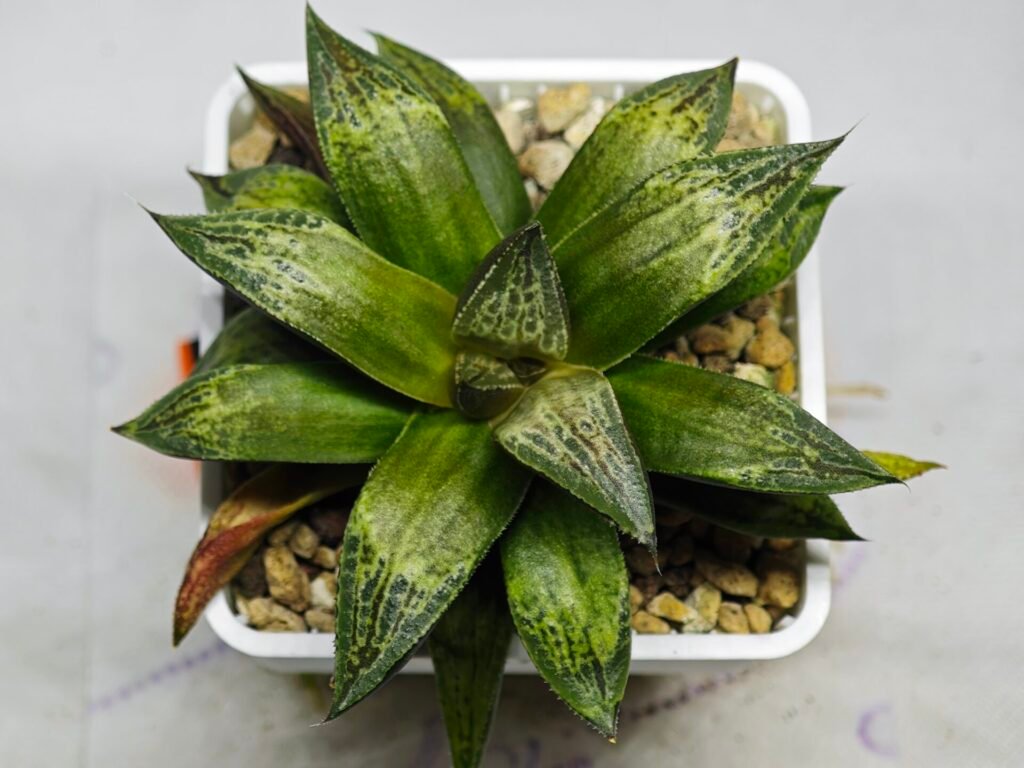 Haworthia MS218 Black Knight x Ukukhanya - 11