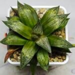 Haworthia MS218 Black Knight x Ukukhanya - 11