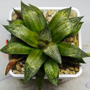 Haworthia MS218 Black Knight x Ukukhanya - 11