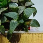 Haworthia MS219 Kohaku Hybrid x Compto Reverse Variegated - 1