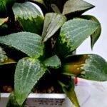 Haworthia MS219 Kohaku Hybrid x Compto Reverse Variegated - 2