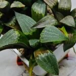 Haworthia MS219 Kohaku Hybrid x Compto Reverse Variegated - 3