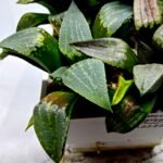 Haworthia MS219 Kohaku Hybrid x Compto Reverse Variegated - 4