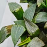 Haworthia MS219 Kohaku Hybrid x Compto Reverse Variegated - 5