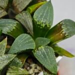 Haworthia MS219 Kohaku Hybrid x Compto Reverse Variegated - 6