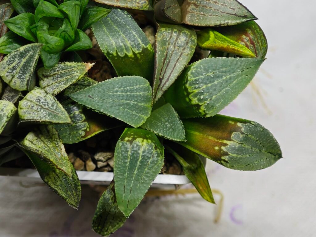 Haworthia MS219 Kohaku Hybrid x Compto Reverse Variegated - 7
