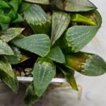 Haworthia MS219 Kohaku Hybrid x Compto Reverse Variegated - 7