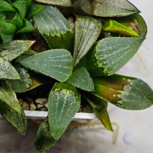 Haworthia MS219 Kohaku Hybrid x Compto Reverse Variegated - 7