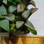 Haworthia MS220 Kohaku Hybrid x Compto Reverse Variegated - 1