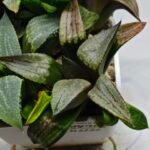 Haworthia MS220 Kohaku Hybrid x Compto Reverse Variegated - 2