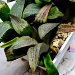Haworthia MS220 Kohaku Hybrid x Compto Reverse Variegated - 3