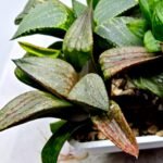 Haworthia MS220 Kohaku Hybrid x Compto Reverse Variegated - 4