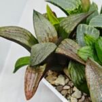 Haworthia MS220 Kohaku Hybrid x Compto Reverse Variegated - 5
