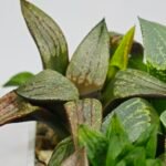 Haworthia MS220 Kohaku Hybrid x Compto Reverse Variegated - 6