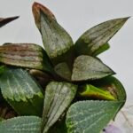 Haworthia MS220 Kohaku Hybrid x Compto Reverse Variegated - 7