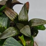 Haworthia MS220 Kohaku Hybrid x Compto Reverse Variegated - 8