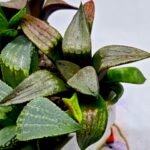 Haworthia MS220 Kohaku Hybrid x Compto Reverse Variegated - 9