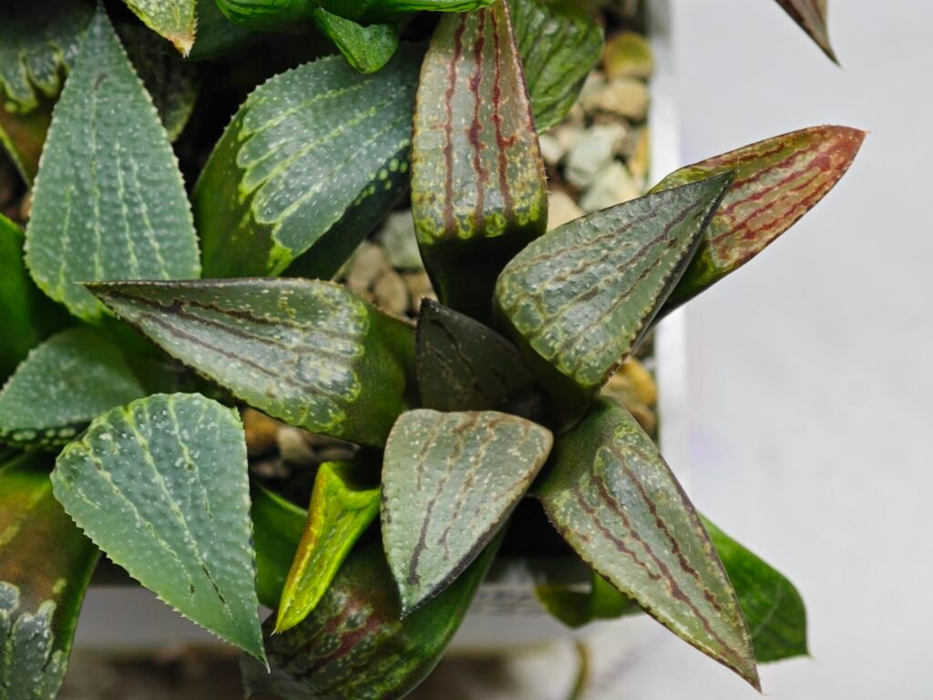 Haworthia MS220 Kohaku Hybrid x Compto Reverse Variegated - 10