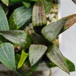 Haworthia MS220 Kohaku Hybrid x Compto Reverse Variegated - 10