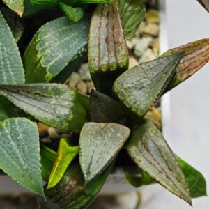 Haworthia MS220 Kohaku Hybrid x Compto Reverse Variegated - 10