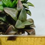 Haworthia MS221 Kohaku Hybrid x Compto Reverse Variegated - 1