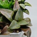 Haworthia MS221 Kohaku Hybrid x Compto Reverse Variegated - 2