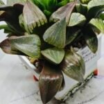 Haworthia MS221 Kohaku Hybrid x Compto Reverse Variegated - 3
