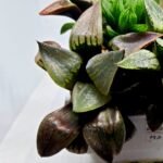 Haworthia MS221 Kohaku Hybrid x Compto Reverse Variegated - 4