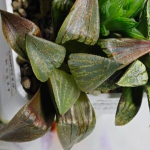 Haworthia MS221 Kohaku Hybrid x Compto Reverse Variegated - 5