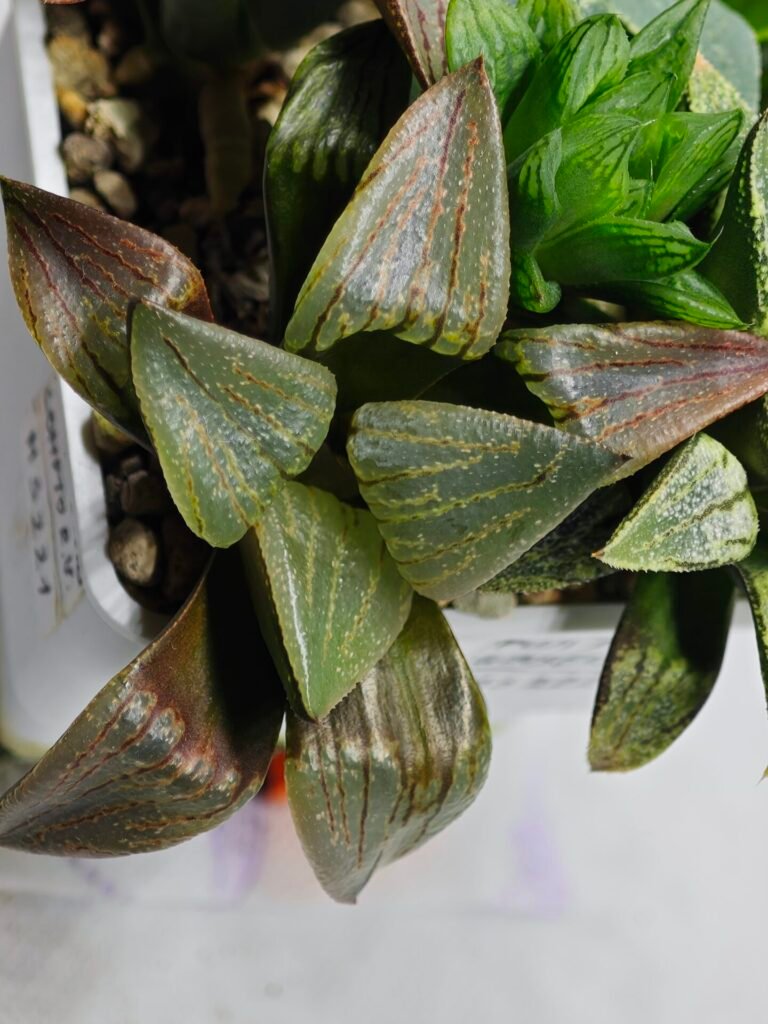 Home 4 Haworthia MS221 Kohaku Hybrid x Compto Reverse Variegated - 5