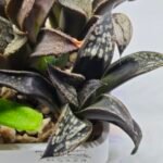 Haworthia MS229 Koibito Splendens x Inca Rose - 1