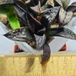 Haworthia MS229 Koibito Splendens x Inca Rose - 2