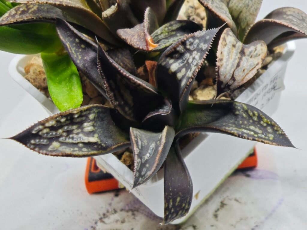 Haworthia MS229 Koibito Splendens x Inca Rose - 3