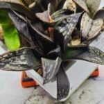 Haworthia MS229 Koibito Splendens x Inca Rose - 3
