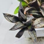 Haworthia MS229 Koibito Splendens x Inca Rose - 4