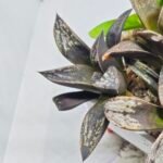 Haworthia MS229 Koibito Splendens x Inca Rose - 5