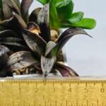 Haworthia MS230 Koibito Splendens x Inca Rose - 1