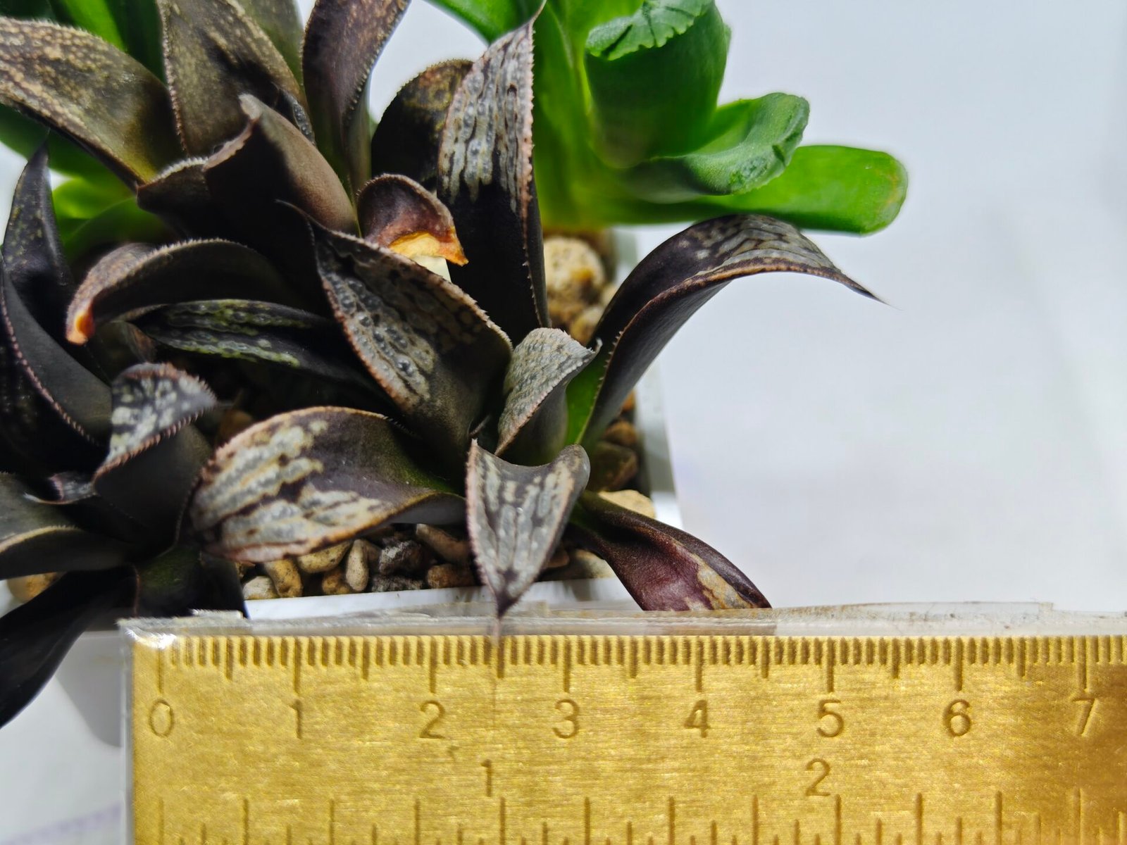Haworthia MS230 Koibito Splendens x Inca Rose - 1