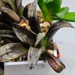 Haworthia MS230 Koibito Splendens x Inca Rose - 2