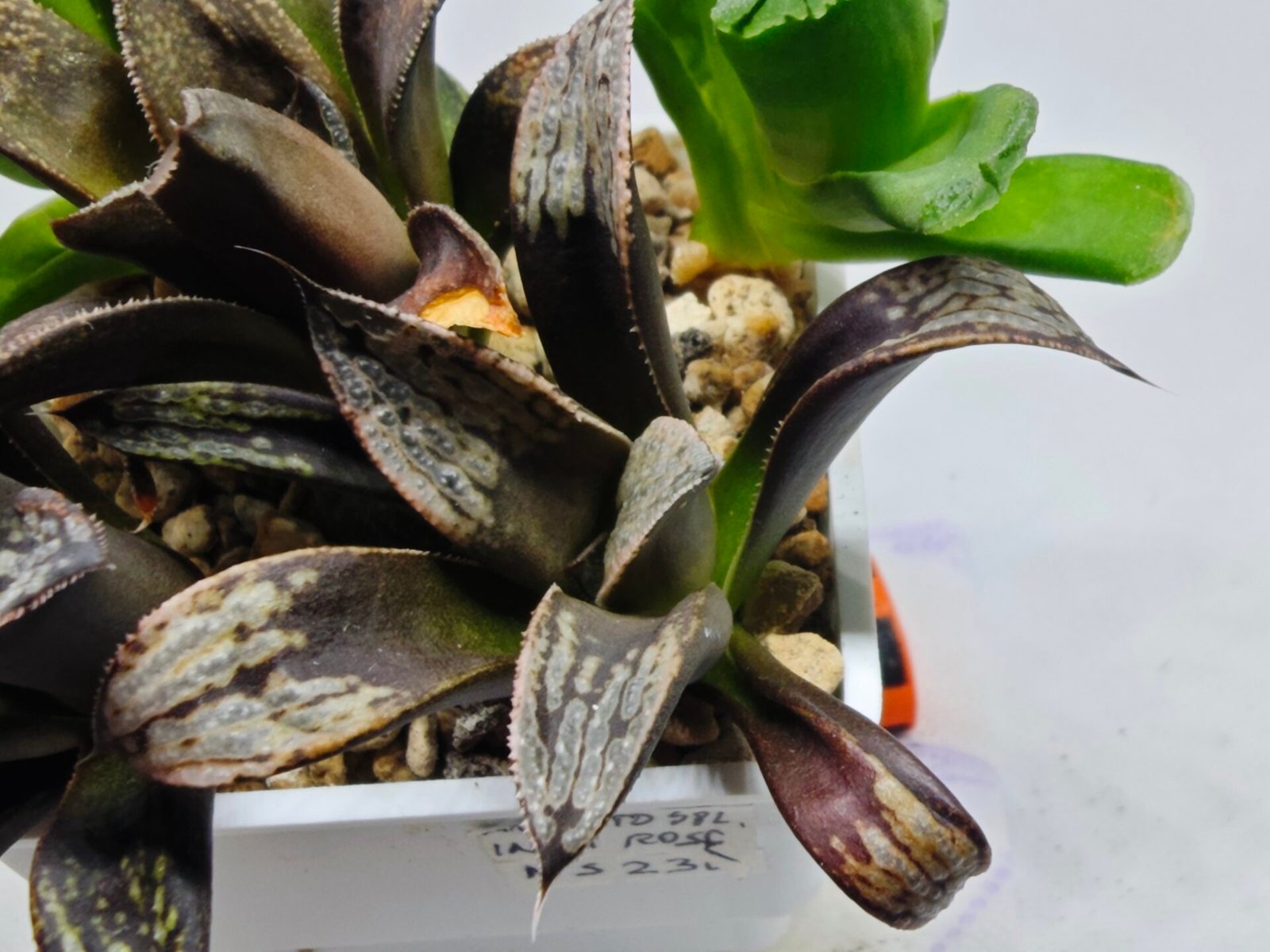 Haworthia MS230 Koibito Splendens x Inca Rose - 2