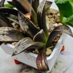 Haworthia MS230 Koibito Splendens x Inca Rose - 3