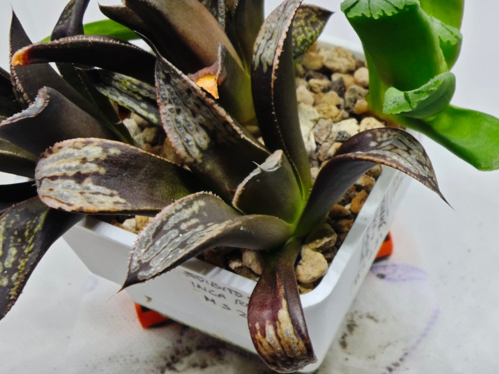 Haworthia MS230 Koibito Splendens x Inca Rose - 3