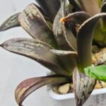 Haworthia MS230 Koibito Splendens x Inca Rose - 4