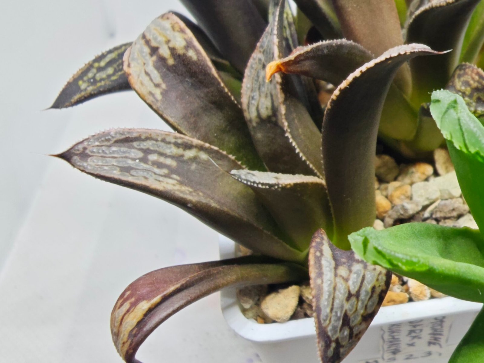 Haworthia MS230 Koibito Splendens x Inca Rose - 4